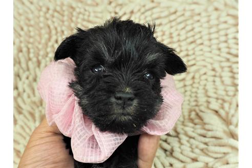 成約済の埼玉県のミニチュアシュナウザー-112224の1枚目